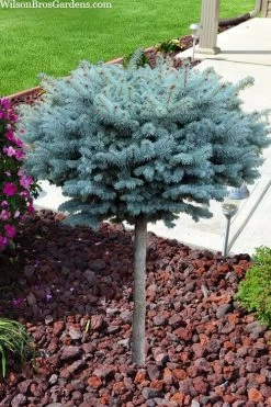 Dwarf Globe Blue Spruce Topiary Tree (Picea Pungens 'Globosa') - 5 Gallon Pot 10 Dwarf Globe Blue Spruce Topiary Tree (Picea Pungens 'Globosa') - 5 Gallon Pot -SHRUBS and BUSHES Store picea pungens glauca globosa dwarf globe colorado blue spruce topiary tree 2