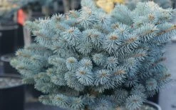 Dwarf Globe Blue Spruce Topiary Tree (Picea Pungens 'Globosa') - 5 Gallon Pot 11 Dwarf Globe Blue Spruce Topiary Tree (Picea Pungens 'Globosa') - 5 Gallon Pot -SHRUBS and BUSHES Store picea pungens globosa dwarf globe blue spruce 2