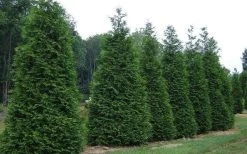Green Giant Arborvitae - 1 Gallon Pot 11 Green Giant Arborvitae - 1 Gallon Pot -SHRUBS and BUSHES Store picture arborvitae green giant 2 1