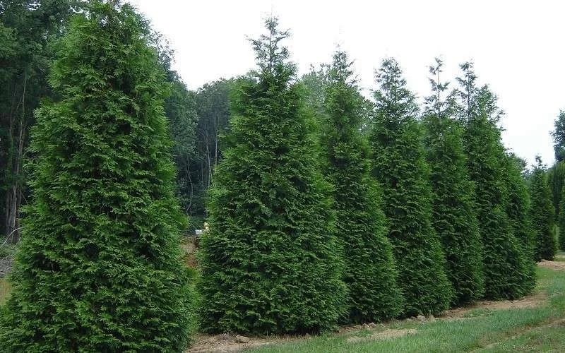 Green Giant Arborvitae - 1 Gallon Pot 6 Green Giant Arborvitae - 1 Gallon Pot - Image 4
