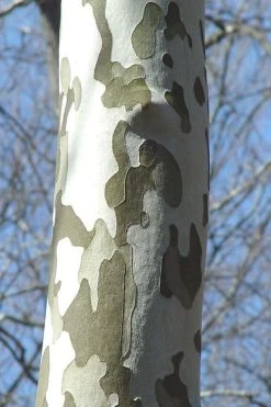 American Sycamore Tree - 3 Gallon Pot 13 American Sycamore Tree - 3 Gallon Pot -SHRUBS and BUSHES Store platanus occidentalis american sycamore tree 1