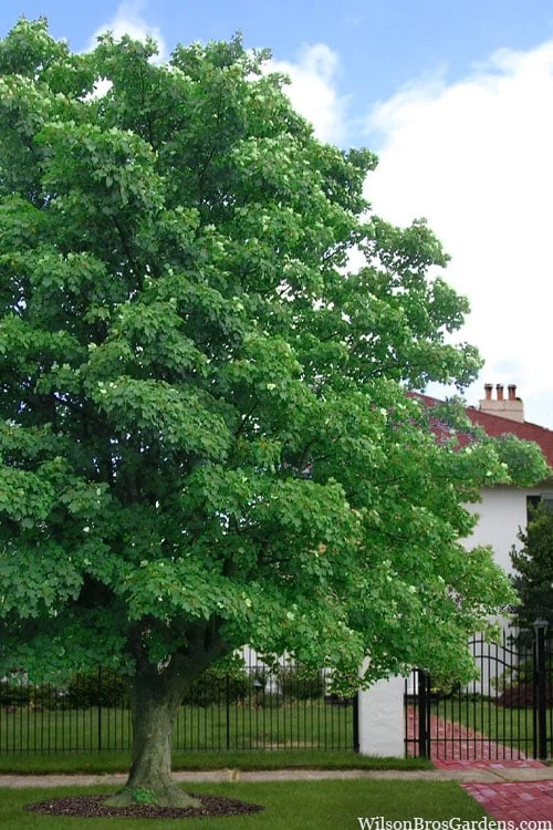 American Sycamore Tree - 3 Gallon Pot 6 American Sycamore Tree - 3 Gallon Pot - Image 4