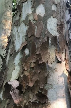 American Sycamore Tree - 3 Gallon Pot 12 American Sycamore Tree - 3 Gallon Pot -SHRUBS and BUSHES Store platanus occidentalis american sycamore tree 6