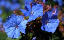 Hardy Blue Plumbago (Ceratostigma Plumbaginoides) - 1 Gallon Pot -SHRUBS and BUSHES Store plumbago hardy blue perennial