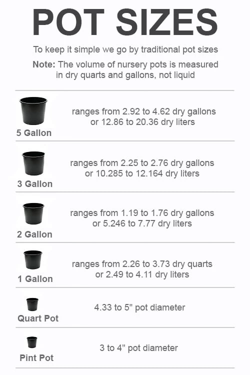 Rhapsody Clematis - 1 Gallon Pot 4 Rhapsody Clematis - 1 Gallon Pot - Image 2