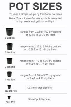 Italian Cypress - 1 Gallon Pot -SHRUBS and BUSHES Store pot size chart 2022 783