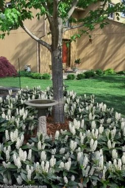 Zabel Laurel (Prunus Laurocersasus 'Zabeliana') - 6 Pack Of 1 Gallon Pots -SHRUBS and BUSHES Store prunus laurocerasus zabeliana zabel cherry laurel 2