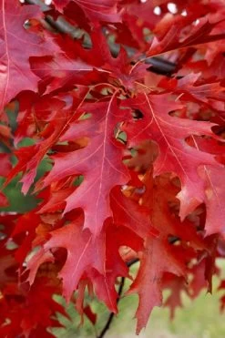 Scarlet Oak Tree (Quercus Coccinea) - 3 Gallon Pot -SHRUBS and BUSHES Store quercus coccinea scarlet oak 11