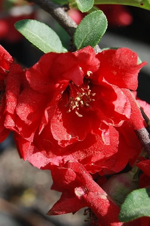 Iwai Nishiki Red Flowering Quince - 3 Gallon Pot 5 Iwai Nishiki Red Flowering Quince - 3 Gallon Pot - Image 4