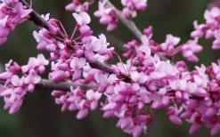 Eastern Redbud - 7 Gallon Pot -SHRUBS and BUSHES Store redbud Eastern Tree Flowers