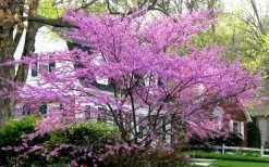 Eastern Redbud - 7 Gallon Pot -SHRUBS and BUSHES Store redbud Eastern Tree In Bloom