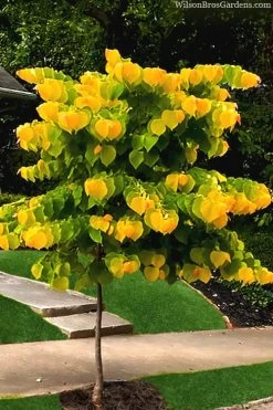 The Rising Sun Redbud Tree - 7 Gallon Pot (4-5') 13 The Rising Sun Redbud Tree - 7 Gallon Pot (4-5') -SHRUBS and BUSHES Store redbud rising sun 52