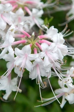 White Alabama Native Azalea (Rhododendron Alabamense) - 3 Gallon Pot -SHRUBS and BUSHES Store rhododendron alabamense alabama native azalea 3