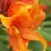 Golden Eagle Azalea (Rhododendron) - 3 Gallon Pot -SHRUBS and BUSHES Store rhododendron golden eagle azalea 2