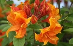 Golden Eagle Azalea (Rhododendron) - 3 Gallon Pot -SHRUBS and BUSHES Store rhododendron golden eagle azalea 5