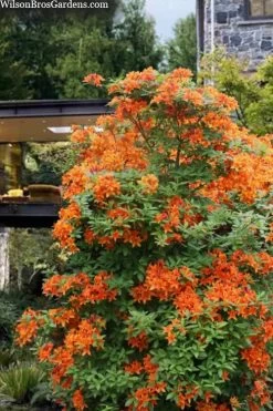 Golden Eagle Azalea (Rhododendron) - 3 Gallon Pot -SHRUBS and BUSHES Store rhododendron golden eagle azalea 7