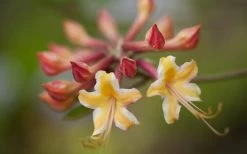 Millie Mac Native Azalea (Rhododendron) - 3 Gallon Pot -SHRUBS and BUSHES Store rhododendron millie mac native azalea 10