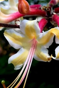 Millie Mac Native Azalea (Rhododendron) - 3 Gallon Pot