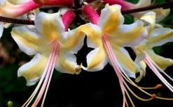 Millie Mac Native Azalea (Rhododendron) - 3 Gallon Pot -SHRUBS and BUSHES Store rhododendron millie mac native azalea 15