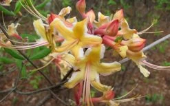 Millie Mac Native Azalea (Rhododendron) - 3 Gallon Pot -SHRUBS and BUSHES Store rhododendron millie mac native azalea 2