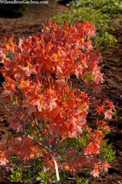 Pat Ryan Aromi Azalea (Rhododendron Hybrid) - 1 Gallon Pot -SHRUBS and BUSHES Store rhododendron pat ryan native azalea 104