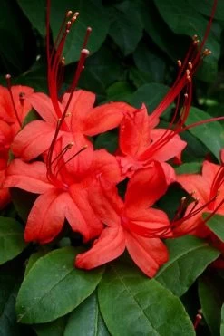 Plum Leaf Native Azalea (Rhododendron Prunifolium) - 3 Gallon Pot -SHRUBS and BUSHES Store rhododendron prunifolium plum leaf azalea 3