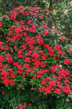 Plum Leaf Native Azalea (Rhododendron Prunifolium) - 3 Gallon Pot -SHRUBS and BUSHES Store rhododendron prunifolium plum leaf azalea 5