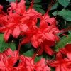 Plum Leaf Native Azalea (Rhododendron Prunifolium) - 3 Gallon Pot -SHRUBS and BUSHES Store rhododendron prunifolium plum leaf azalea 6