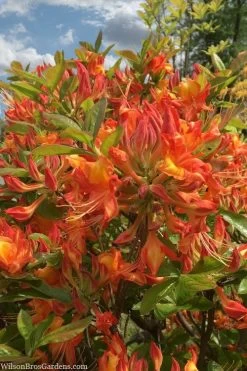 Smitty's Orange Crush Native Azalea (Rhododendron X) - 3 Gallon Pot -SHRUBS and BUSHES Store rhododendron smittys orange crush native azalea 1