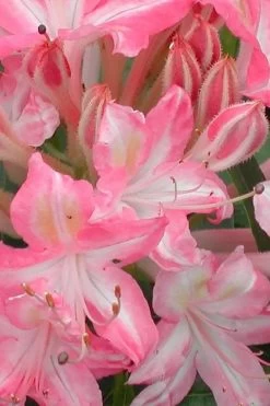 Ribbon Candy Swamp Azalea (Rhododendron Viscosum) - 2 Gallon Pot 11 Ribbon Candy Swamp Azalea (Rhododendron Viscosum) - 2 Gallon Pot -SHRUBS and BUSHES Store rhododendron viscosum ribbon candy swamp azalea 1