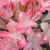 Ribbon Candy Swamp Azalea (Rhododendron Viscosum) - 2 Gallon Pot 2 Ribbon Candy Swamp Azalea (Rhododendron Viscosum) - 2 Gallon Pot -SHRUBS and BUSHES Store rhododendron viscosum ribbon candy swamp azalea 2
