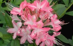Ribbon Candy Swamp Azalea (Rhododendron Viscosum) - 2 Gallon Pot 12 Ribbon Candy Swamp Azalea (Rhododendron Viscosum) - 2 Gallon Pot -SHRUBS and BUSHES Store rhododendron viscosum ribbon candy swamp azalea 3