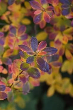 Swamp Azalea (Rhododendron Viscosum) - 1 Gallon Pot -SHRUBS and BUSHES Store rhododendron viscosum swamp azalea 2 1