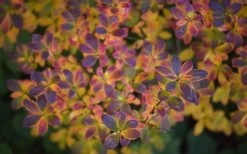 Swamp Azalea (Rhododendron Viscosum) - 1 Gallon Pot -SHRUBS and BUSHES Store rhododendron viscosum swamp azalea 3 2