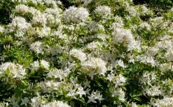 Swamp Azalea (Rhododendron Viscosum) - 1 Gallon Pot -SHRUBS and BUSHES Store rhododendron viscosum swamp azalea 4 1