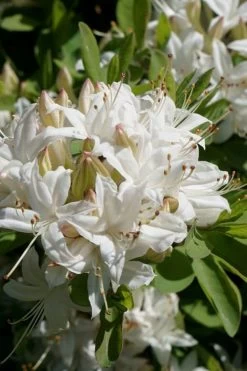 Swamp Azalea (Rhododendron Viscosum) - 1 Gallon Pot -SHRUBS and BUSHES Store rhododendron viscosum swamp azalea 5 1