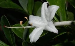 Swamp Azalea (Rhododendron Viscosum) - 1 Gallon Pot -SHRUBS and BUSHES Store rhododendron viscosum swamp azalea 8 1