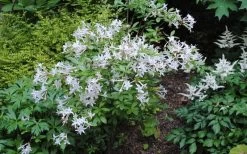 Swamp Azalea (Rhododendron Viscosum) - 3 Gallon Pot 21 Swamp Azalea (Rhododendron Viscosum) - 3 Gallon Pot -SHRUBS and BUSHES Store rhododendron viscosum swamp azalea 9