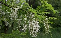 Black Locust Tree - 3 Gallon Pot -SHRUBS and BUSHES Store robinia pseudoacacia black locust tree 15