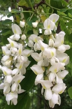 Black Locust Tree - 3 Gallon Pot