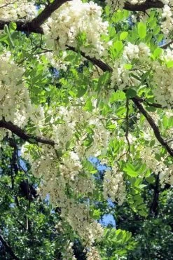 Black Locust Tree - 3 Gallon Pot -SHRUBS and BUSHES Store robinia pseudoacacia black locust tree 7