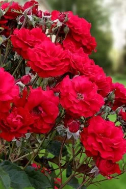 Oh My! Floribunda Tree Rose - 7 Gallon Pot -SHRUBS and BUSHES Store rosa oh my floribunda rose 2