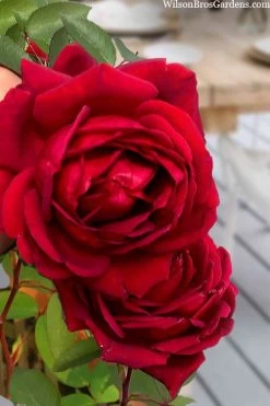 Easy Elegance Kashmir Rose - 7 Gallon Pot 12 Easy Elegance Kashmir Rose - 7 Gallon Pot -SHRUBS and BUSHES Store rose easy elegance kasmhir 2 1