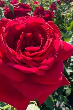 Easy Elegance Kashmir Rose - 7 Gallon Pot 11 Easy Elegance Kashmir Rose - 7 Gallon Pot -SHRUBS and BUSHES Store rose easy elegance kasmhir 3 1