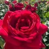 Easy Elegance Kashmir Rose - 7 Gallon Pot 1 Easy Elegance Kashmir Rose - 7 Gallon Pot -SHRUBS and BUSHES Store rose easy elegance kasmhir 4 1