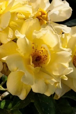 Lemon Drift Groundcover Rose - 2 Gallon Pot -SHRUBS and BUSHES Store rose lemon drift 1