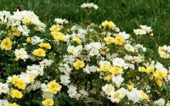 Lemon Drift Groundcover Rose - 2 Gallon Pot -SHRUBS and BUSHES Store rose lemon drift 6