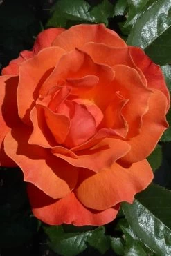 Livin Easy Rose - 3 Gallon Pot