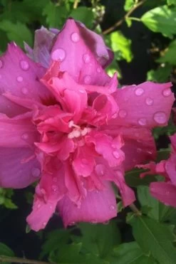Lucy Rose Of Sharon (Single Trunk Tree) - 7 Gallon Pot (3-4') -SHRUBS and BUSHES Store rose of sharon lucy 5 2