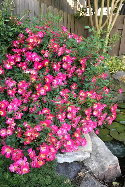 Pink Drift Groundcover Rose - 1 Gallon Pot 3 Pink Drift Groundcover Rose - 1 Gallon Pot